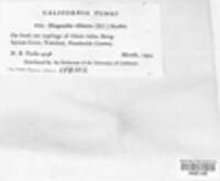 Cryptodiaporthe tiliacea image